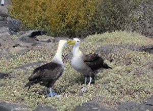 400Part of albatross mating dance