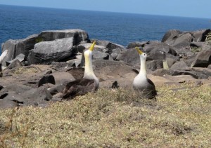 402Albatross mating dance