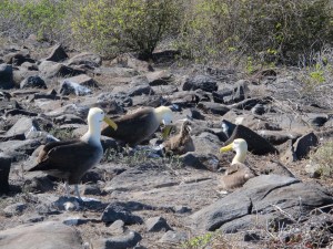 We walked a bit farther and saw albatross and their chicks. What a great sight!