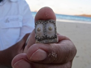 I got such a kick out of Julia when she called this Ariel’s Bustier. Technically, it was a broken portion of a sea urchin, but it could have worked for Ariel