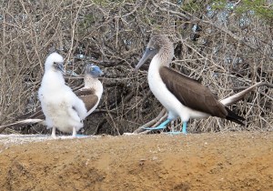 This blue-footed booby family was nesting on a short bluff above the sea lion.