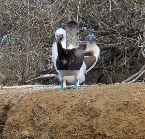 I loved the expression on the face of the mama booby in the background. “You just did what to those people in back of you?”