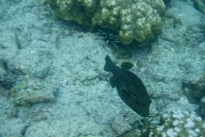 coral with a Guineafowl pufferfish