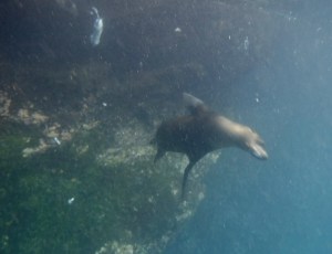 The white stuff in the water is parts of fish.