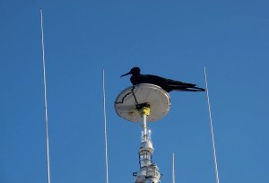 A female frigatebird on the radar mast. She fought off a male who wanted to roost there.