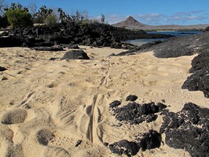 Marine iguana tracks