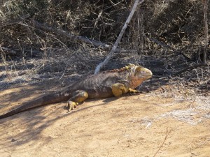 We learned that they don’t have sweat glands and secrete salt from their eye socket. It accumulates around the eye and when there is enough, the iguana shakes his head and off it goes. I saw it happen once and thought that could add to the scary image of the iguana. We walked right by them and they just looked at us. They appeared to be very docile but perhaps they could move quickly when they wanted to. We didn’t find out.