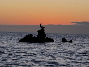 347Sillouetted pelican