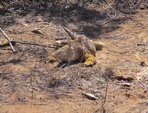 I can see why land iguanas were sometimes mistaken for dragons. They have a long tail, scary looking face, spines on the back, and a scaly skin. They reach only a max length of 3 ½ feet.