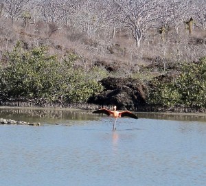 Flamingo landing in lagoon