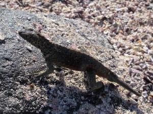 A courting lava lizard