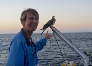 A frigatebird on the crane
