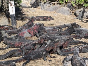 A mess o' marine iguanas