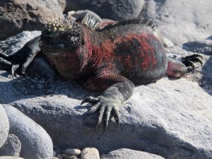 An up close and personal of a marine iguana