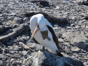 Nazca booby