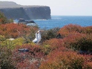 I turned around from the blowhole and saw these Nazcas sunbathing in rays of light.