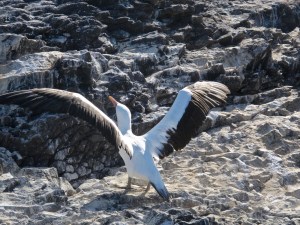 Nazca booby taking off
