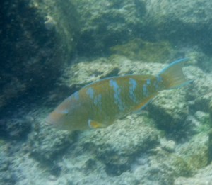 Juvenile parrotfish