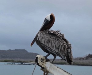 A pelican on the crane.