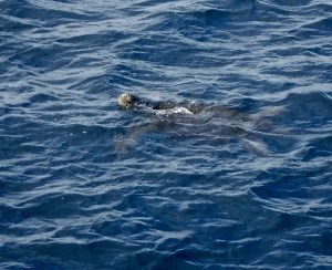 Just before we got into the Zodiac to go over to the Devil’s Crown, I espied a couple of sea turtles right beside the boat.