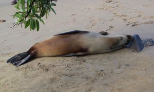 This sleepy head is resting on the Green Beach, so called because olivine (a green mineral) is prominent in the sand.