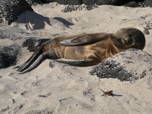 A young sea lion with his buddy, the lava lizard.