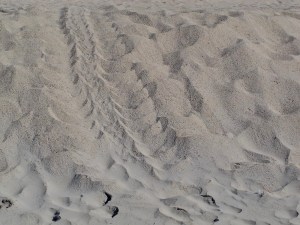 sea turtle tracks