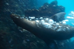 I'm forever blowing bubbles...