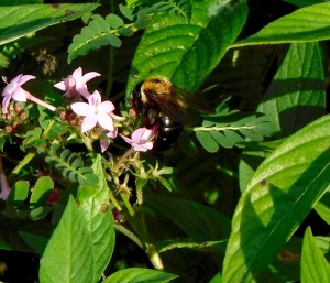 A giant bumblebee in the garden