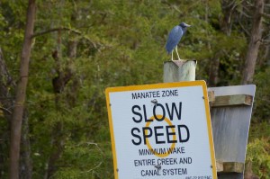 A black ibis? Boats need to go slowly in the manatee zone becausee they like to sort of float near the surface and are easily hurt by propellers.