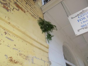 It’s so humid in NOLA that ferns can grow right out of building walls. The weather is just right for a plethora of trees and plants.