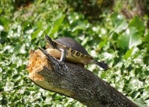 A little turtle catching some rays