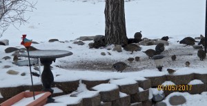 You can see icicles hanging from the frozen birdbath. A bird is perched on the metal tin in back of the birdbath to get a drink of fresh water that I put out each day. It’s frozen by nightfall, but you’d be surprised that those silly birds will take a bath even when it’s so cold.