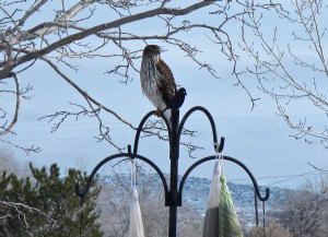Here is a juvenile Cooper’s hawk. He’s the party spoiler. The smaller birds scatter to the four winds and/or huddle under the bushes beside the feeding area when the alarm is sounded. When he catches something, he eats it right away and nothing is left except a pile of feathers. Sharp-shinned hawks come by also and perch in the trees in hopes of catching an unsuspecting victim. 