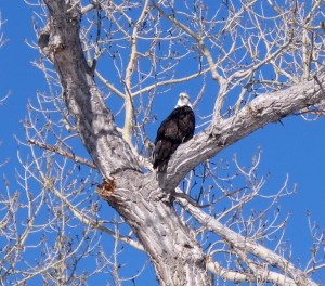 The next stop was at the Dangberg Ranch Home that is now a county park. H.F. Dangberg was a pioneer rancher beginning in the 1850s. He and his family began the town of Minden. I have probably mentioned this before. But today, it was the place where I saw a bald eagle almost up close and personal. He was so majestic sitting in his cottonwood tree.