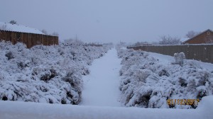 This is the flood channel just a block fro my house. The reason I’m here is because I had to take a letter to the mailbox that is by this location. I love how the snow sits on the bushes.