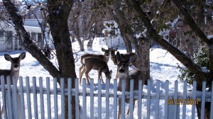  Friendly deer in a person’s front yard. 