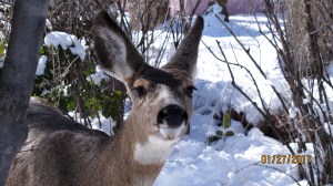 Here's lookin' at you, Kid! (Check out this guy's eyelashes)