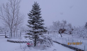 It rained most of yesterday and the wind was howling last night. When I went out to feed the birds this morning, I was surprised to walk out into a snowstorm. You can see there are some pretty cold flamingos here. Notice you cannot see much beyond the back fence. I’ll show you another picture looking that direction shortly.