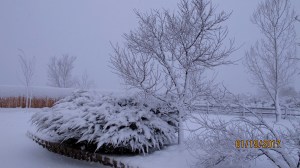 The snow was blowing in from the south and that is why the fence and trees are plastered with the snow. (It's only on one side of the trees)