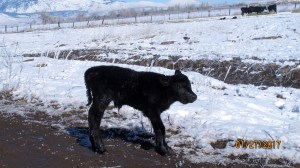 The Park Ranch, a very large cattle ranch, surrounds the Dangberg Ranch Home and one must drive on an easement through a portion of pasture to get to the Dangberg. There was a nice sized herd of cows with many calves and I happened upon a little doggie that was separated temporarily from his mom. He wasn’t six feet from the car when I took his portrait. She had already crossed the creek in the background and he wasn’t quite ready to do that yet. I don’t think he was more than a week old, maybe two weeks. I always feel sorry for these calves that are born when it’s so cold. Their moms drop them into snow and they must get up right away and start moving or they might not make it.