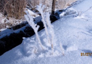 As I mentioned, it was pretty chilly and when it’s like that, one can often see pogo nip. It makes beautiful ice crystals on plants, fences, trees, telephone lines and many other objects. It also makes the snow sparkle like millions of diamonds are strewn across it.