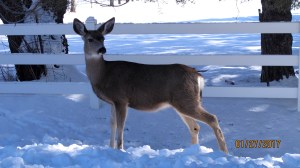 I just rolled down the window and took this photo.