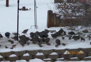 Quail, white crowned sparrows and a couple of those winged rats (pigeons) can be seen in this picture. Often, there are so many quail that it looks like the rocks and pavers are moving. I’ve counted up to 40 and then lost track because they are constantly moving and pecking.