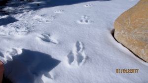 Cottontail rabbit tracks. No he didn’t have three legs. That’s just part of their gait.