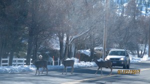 My last stop was in Genoa, home of the suicidal deer. Genoa is situated at the foot of the Sierras and, for some reason, has become the home of many, many deer that live in town. They cross the main street at will, cars stop and people like me take pictures. I counted 21 deer in less than 10 minutes of being in town.