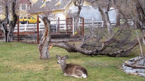 The same tree after our 80 mph winds. You can see this yard is a favorite of the Genoa deer