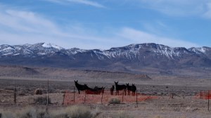 We saw these all black burros alongside the road. They were getting drinks of water behind that orange fence.