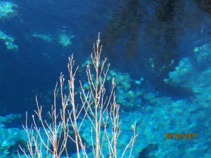 Jerri took this picture, which seems like you're looking through and underwater window.