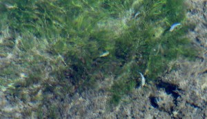 I am pretty sure these are Ash Meadows Amargosa Pupfish in their breeding blue tints. We didn’t go see the Devil’s Hole Pupfish because you can’t really see them due to a protective cage around them and the fact that my car doesn’t like real rough roads.